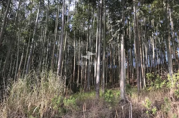 Área rural para venda Benjamin Constant do Sul