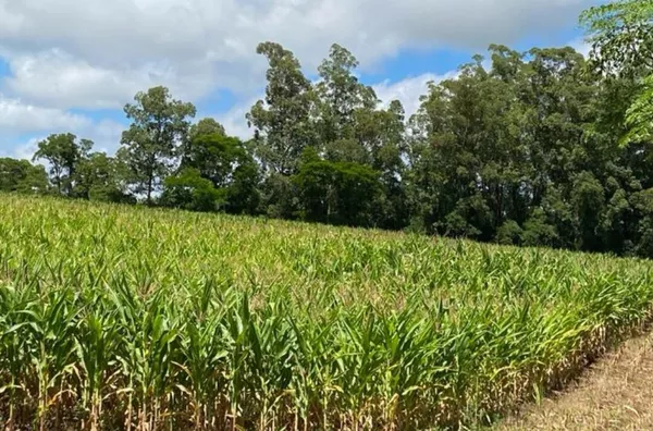 Sítio para venda,  Linha Gramado, Panambi