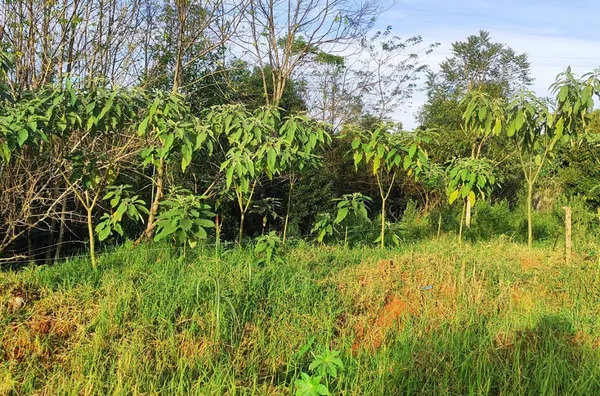 Terreno para venda,  - Selecione - Bairro, Panambi