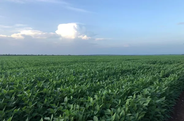 área de terras para venda