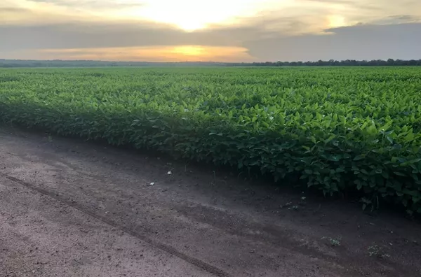 área de terras para venda