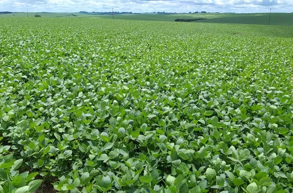 área de terras para venda