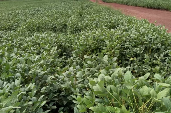 área de terras para venda