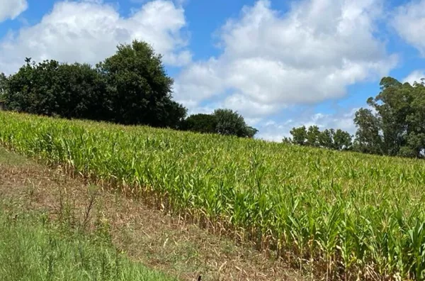 Sítio para venda,  Linha Gramado, Panambi