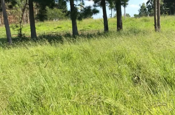 Terreno loteamento residencial das colinas taquara