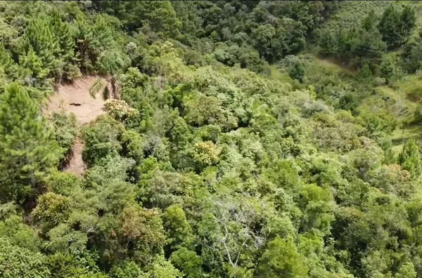 Sítio para venda em São Pedro de Alcântara/SC