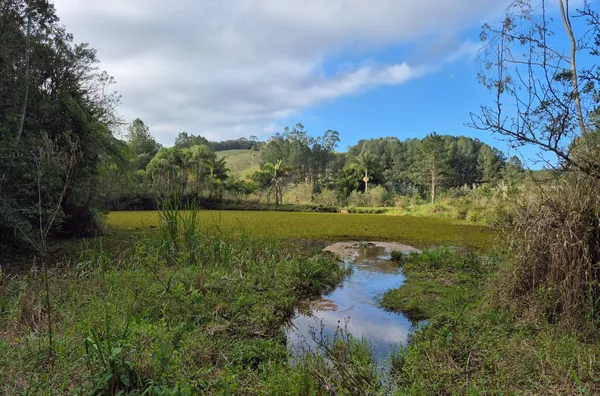 SÍTIO COM 12 HECTARES, MUITA ÁGUA E NATUREZA EM SANTA FILOMENA – SÃO PEDRO DE ALCÂNTARA - Foto 21