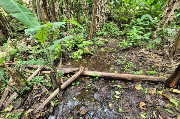 Sítio para venda em São Pedro de Alcântara/SC