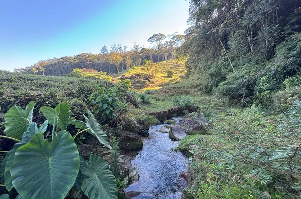 Sítio para venda,  Santa Filomena, São Pedro De Alcântara