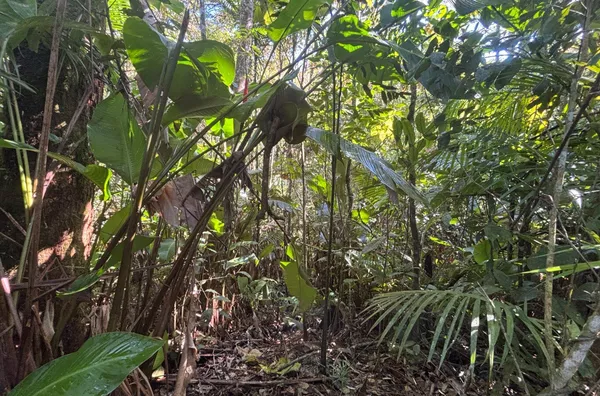 TERRENO RURAL COM 11,8 HECTARES – NATUREZA, ÁGUA E PRIVACIDADE EM SÃO PEDRO DE ALCÂNTARA