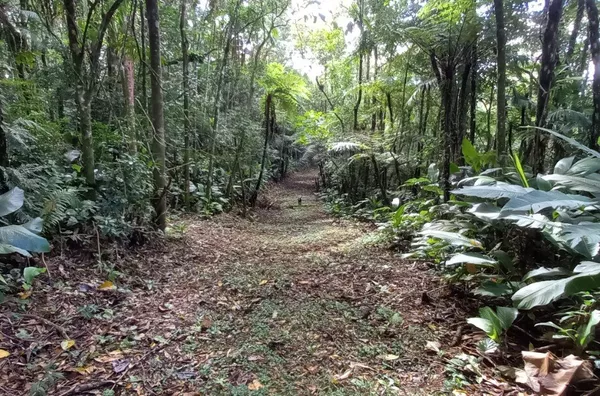 Sítio em São Pedro De Alcântara/SC - Foto 10