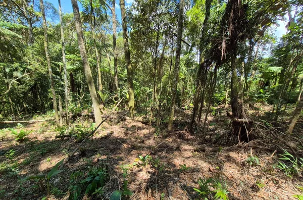 Sítio para venda,  Santa Filomena, São Pedro De Alcântara