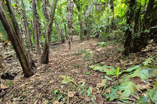 Sítio em São Pedro De Alcântara