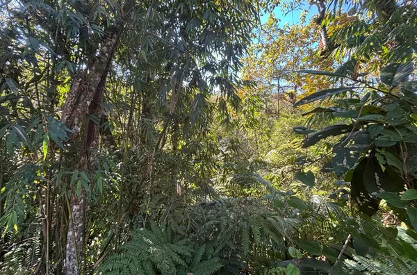 TERRENO RURAL COM 11,8 HECTARES – NATUREZA, ÁGUA E PRIVACIDADE EM SÃO PEDRO DE ALCÂNTARA