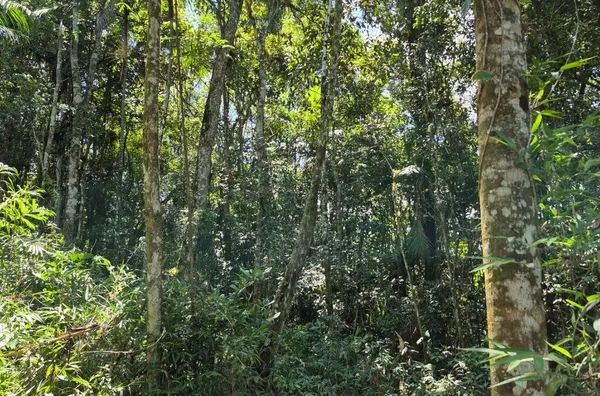 Sítio para venda,  Santa Filomena, São Pedro De Alcântara