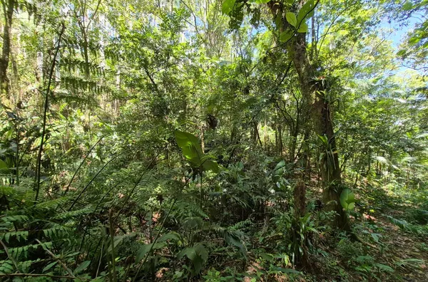 Sítio para venda,  Santa Filomena, São Pedro De Alcântara
