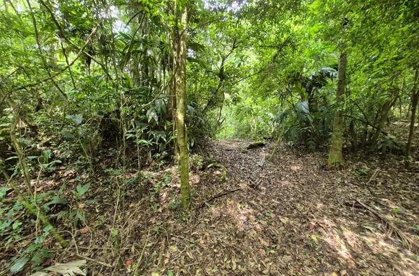Sítio para venda em São Pedro de Alcântara/SC