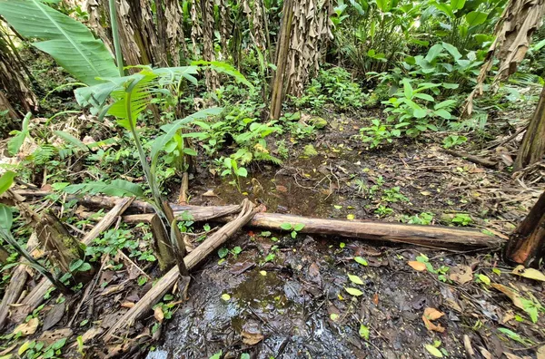 Sítio em São Pedro De Alcântara