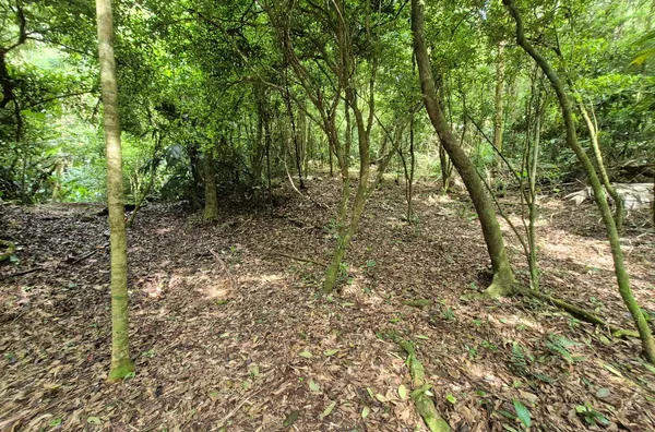 Sítio em São Pedro De Alcântara