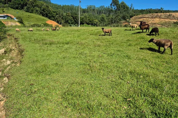 Sítio para venda em São Pedro De Alcântara/SC