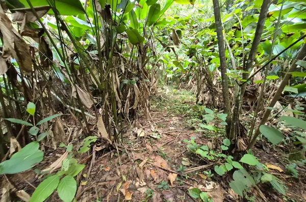 SÍTIO COM 12 HECTARES, MUITA ÁGUA E NATUREZA EM SANTA FILOMENA – SÃO PEDRO DE ALCÂNTARA - Foto 19