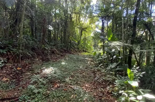 Sítio em São Pedro De Alcântara/SC - Foto 9