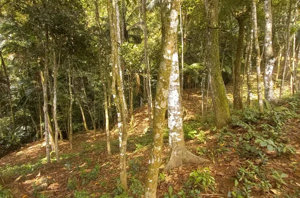 Sítio para venda em São Pedro De Alcântara/SC