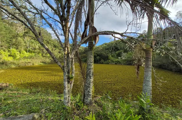 SÍTIO COM 12 HECTARES, MUITA ÁGUA E NATUREZA EM SANTA FILOMENA – SÃO PEDRO DE ALCÂNTARA - Foto 30