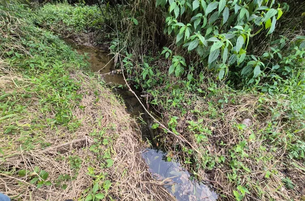 SÍTIO COM 12 HECTARES, MUITA ÁGUA E NATUREZA EM SANTA FILOMENA – SÃO PEDRO DE ALCÂNTARA - Foto 20
