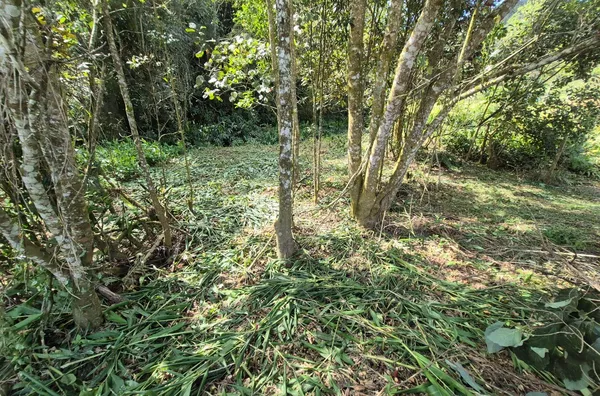 TERRENO URBANO À VENDA – CUBATÃO, SÃO PEDRO DE ALCÂNTARA - Foto 6