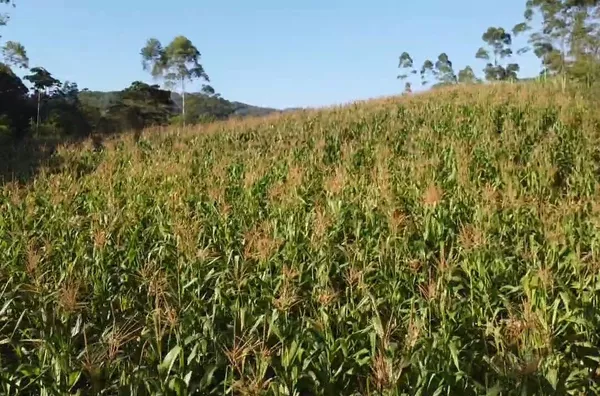 Sítio para venda em São Pedro De Alcântara/SC