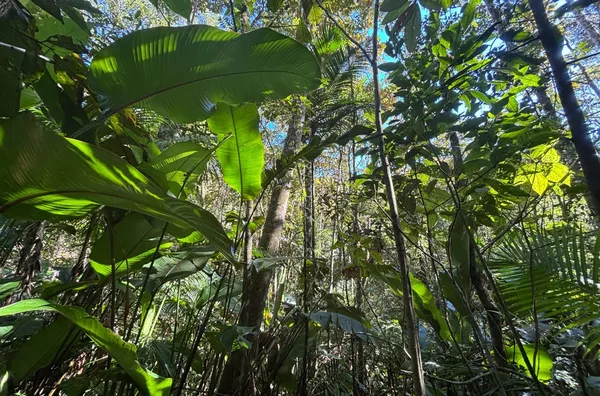 TERRENO RURAL COM 11,8 HECTARES – NATUREZA, ÁGUA E PRIVACIDADE EM SÃO PEDRO DE ALCÂNTARA - Foto 7