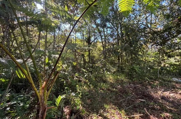 TERRENO RURAL COM 11,8 HECTARES – NATUREZA, ÁGUA E PRIVACIDADE EM SÃO PEDRO DE ALCÂNTARA - Foto 6