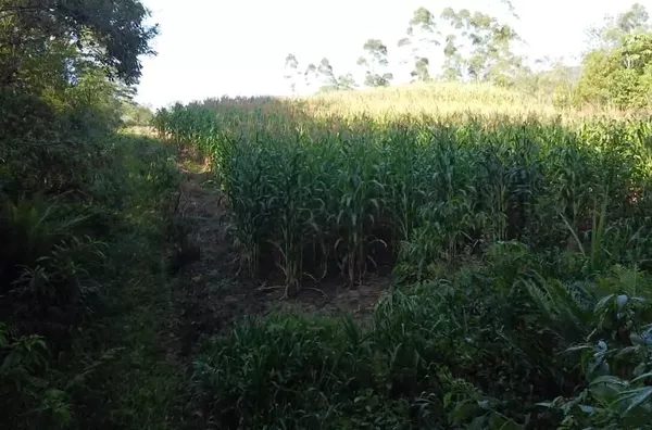 Sítio para venda em São Pedro De Alcântara/SC