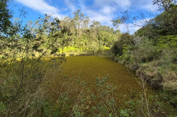 SÍTIO COM 12 HECTARES, MUITA ÁGUA E NATUREZA EM SANTA FILOMENA – SÃO PEDRO DE ALCÂNTARA - Foto 29