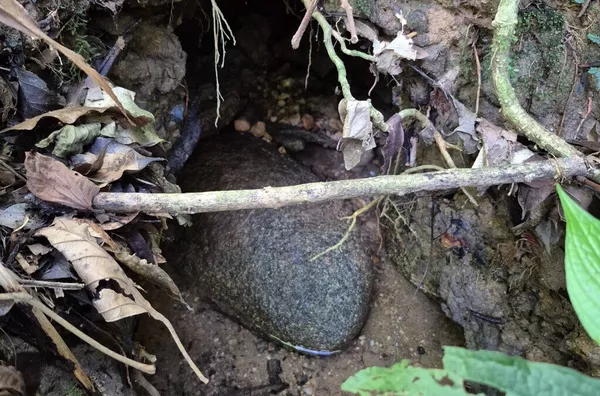 Sítio para venda,  Barro Branco, São Pedro De Alcântara
