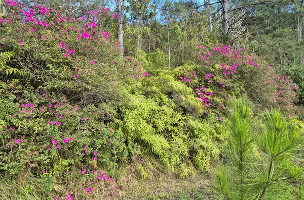 SÍTIO COM 12 HECTARES, MUITA ÁGUA E NATUREZA EM SANTA FILOMENA – SÃO PEDRO DE ALCÂNTARA - Foto 14