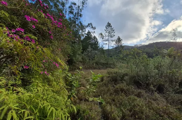 SÍTIO COM 12 HECTARES, MUITA ÁGUA E NATUREZA EM SANTA FILOMENA – SÃO PEDRO DE ALCÂNTARA - Foto 16