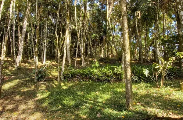 Sítio em São Pedro De Alcântara/SC - Foto 16