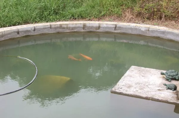 Sítio para venda em São Pedro De Alcântara/SC