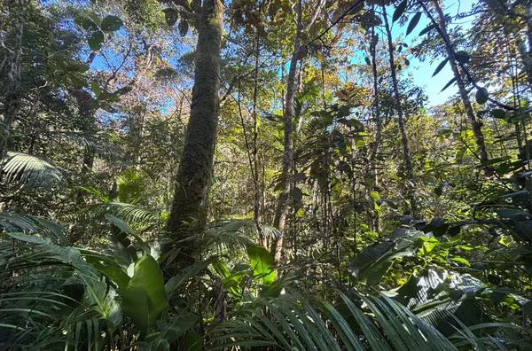 TERRENO RURAL COM 11,8 HECTARES – NATUREZA, ÁGUA E PRIVACIDADE EM SÃO PEDRO DE ALCÂNTARA - Foto 8