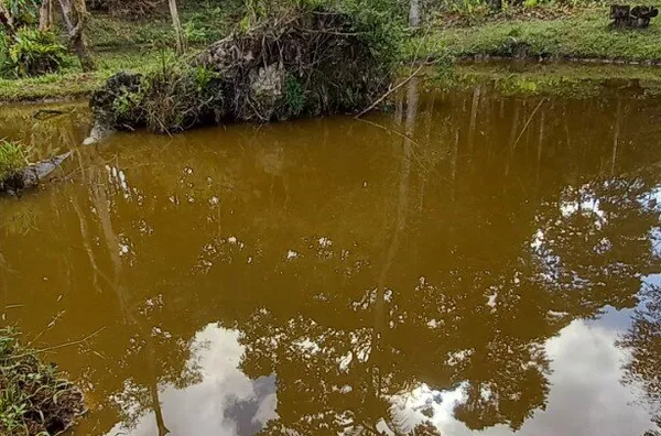 Sítio em São Pedro De Alcântara/SC - Foto 8