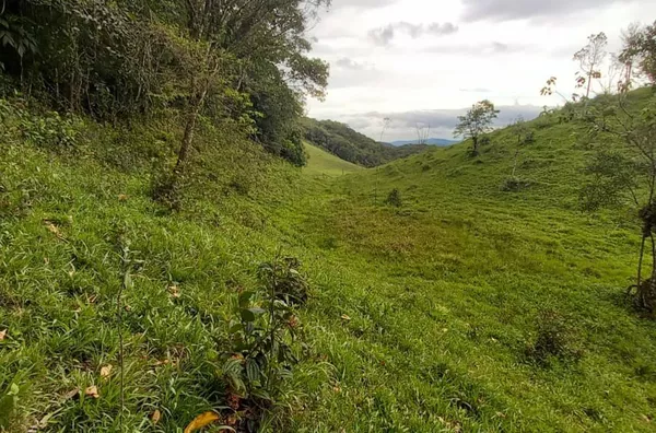 Sítio para venda em São Pedro De Alcântara/SC