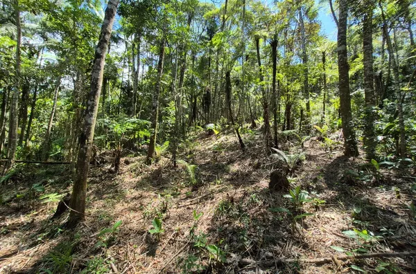 Sítio para venda,  Santa Filomena, São Pedro De Alcântara