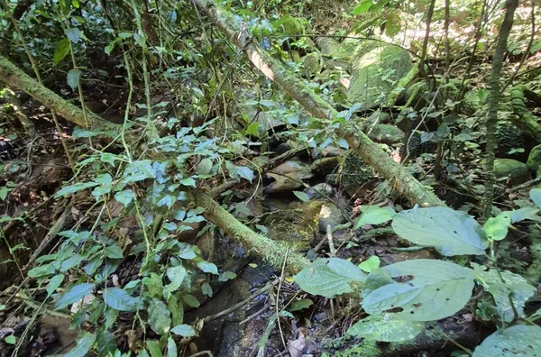 Sítio para venda,  Barro Branco, São Pedro De Alcântara