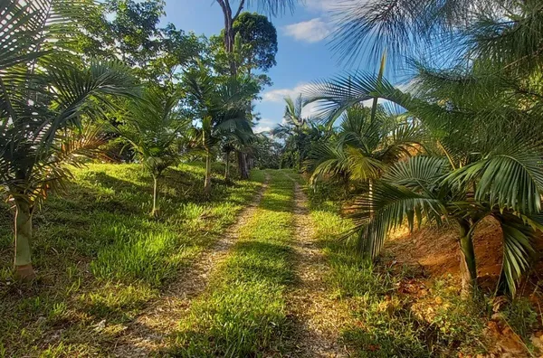 Sítio em São Pedro De Alcântara/SC