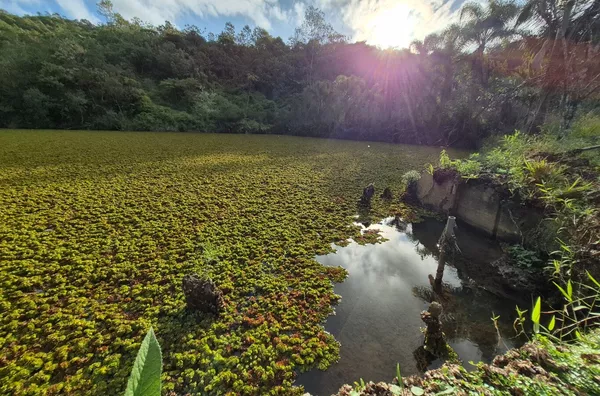 SÍTIO COM 12 HECTARES, MUITA ÁGUA E NATUREZA EM SANTA FILOMENA – SÃO PEDRO DE ALCÂNTARA - Foto 26