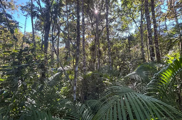 TERRENO RURAL COM 11,8 HECTARES – NATUREZA, ÁGUA E PRIVACIDADE EM SÃO PEDRO DE ALCÂNTARA