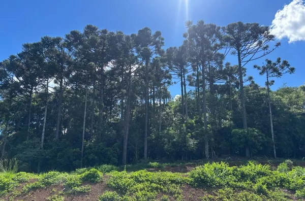 Chácara para venda na comunidade Passo da Ilha 