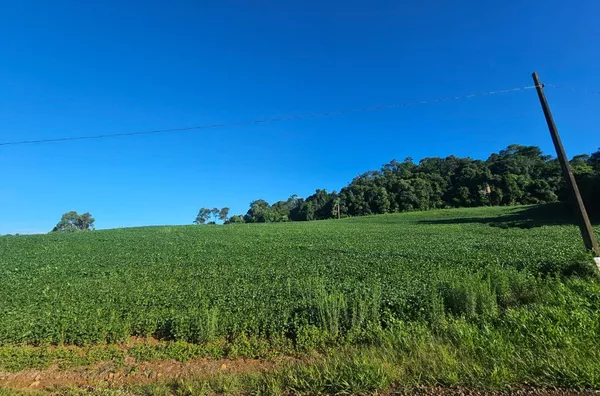 Chácara para venda em São Caetano em Pato Branco